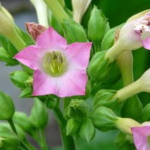 Nicotiana tabacum